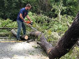 Trusted Luray, VA Tree Removal Services Experts