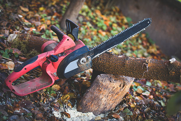 How Our Tree Care Process Works  in  Luray, VA